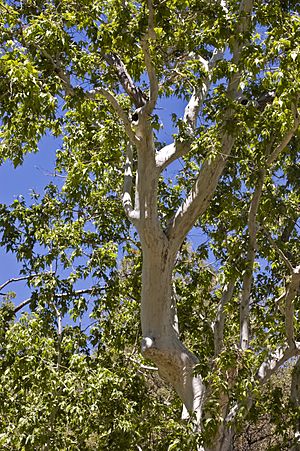 Platanus wrightii.jpg