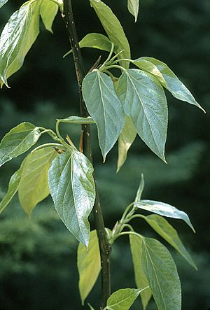 Populus balsamifera.jpg