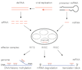 RNAi-simplified