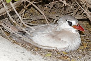 Red-tailed tropicbird (Phaethon rubricauda rubricauda) nesting