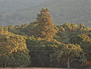 Redwoods on Laguna Creek 2012-09-26