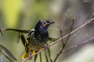 Regent honeyeater.jpg