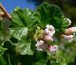 Ribes cereum var cereum 2.jpg