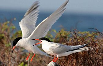 Roseate terns Palometas