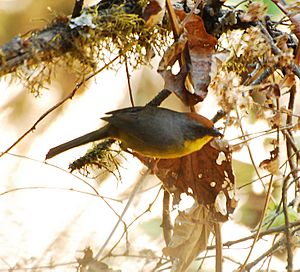 Rufous-capped Brush Finch.jpg