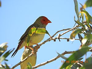 Star Finch (Neochmia ruficauda subclarescens) Wyndham WA