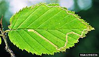 Stigmella microtheriella damage