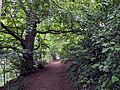 Tree-covered path in Hubbards Hills