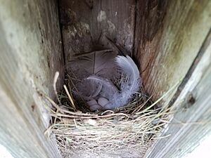 Tree swallow nest