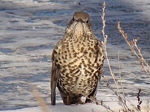 Turdus viscivorus in Baikonur-town 003