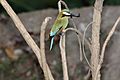 Turquoise-Browed Motmot (Eumomota superciliosa) (5772394206)