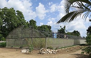 Urban-agriculture-cuba-1