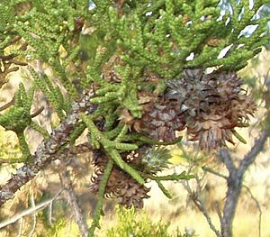 Utah juniper cones 1