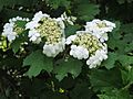 Viburnum opulus RF