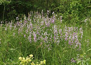 Vicia dalmatica 150606b