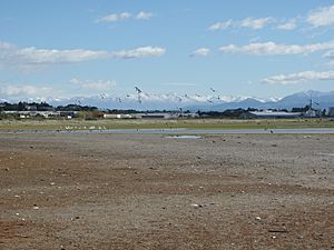 Washdyke Lagoon Birds