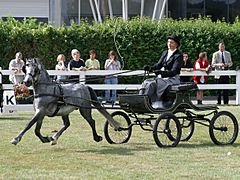 Welsh-A-Buggy