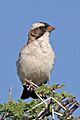 White-browed sparrow-weaver (Plocepasser mahali ansorgei) female
