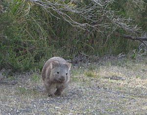 Wombat Wilsons Promontory