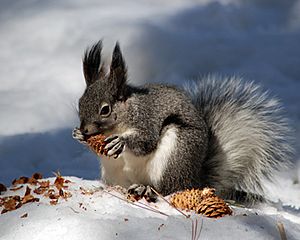 Aberts with pinecone