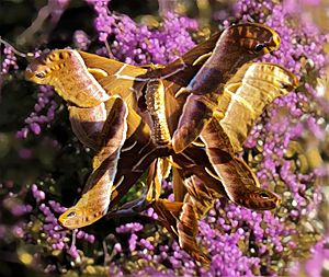 Ailanthus silkmoth from the Philippines