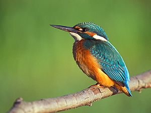 Alcedo atthis 2 (Lukasz Lukasik)