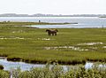 Assateague fg02