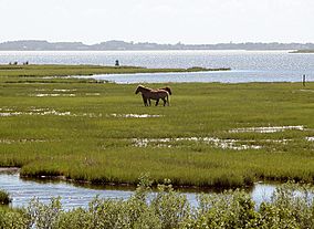 Assateague fg02.jpg