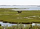 Horses in marshland