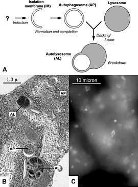 Autophagy diagram PLoS Biology