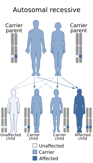 Autosomal recessive - en