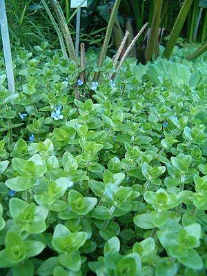 Bacopa caroliniana BotGardBln07122011D.JPG