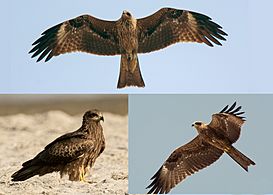 Black Kite (Milvus migrans), Jalpaiguri