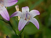 Campanulaceae - Campanula rapunculus-6