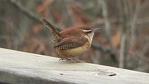 Carolina Wren 2