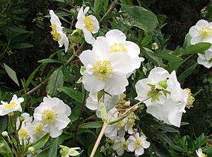 Carpenteria californica.jpg