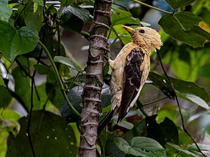 Celeus flavus Cream-colored Woodpecker (female); Santana, Amapá, Brazil.jpg