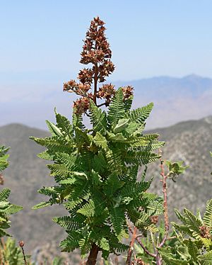 Chamaebatiaria millefolium 2.jpg