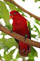 Chattering-Lory---Lorius-garrulus