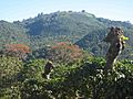 Coffee shadow trees costa rica