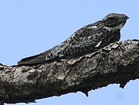 Common Nighthawk