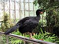 Crax globulosa at the National Aviary 1