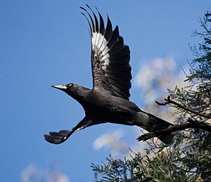 Currawong explosion 8