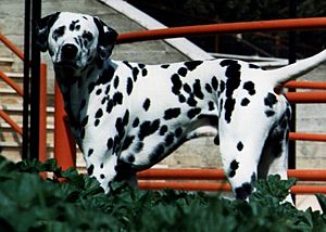 Dalmata