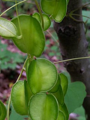 Dioscorea villosa seeds