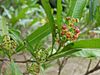 Dodonea viscosa flowers1.JPG