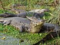 Esteros Ibera Caiman Yacare