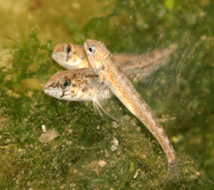 Etheostoma exile - Iowa Darter.png