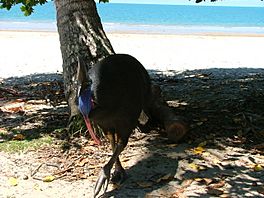 Etty Bay Cassowary 1.jpg