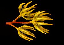 Eucalyptus arachnaea (buds)